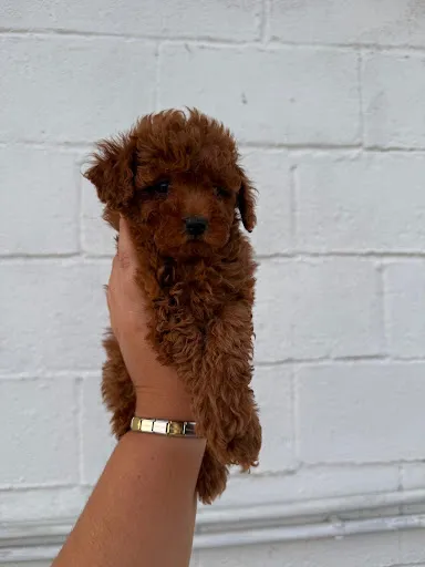 Cachorro de caniche toy sostenido con cuidado.
